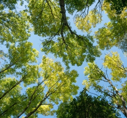 Looking up view of trees in the sky
